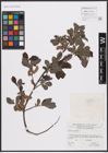 Foto von Salix aurita L.